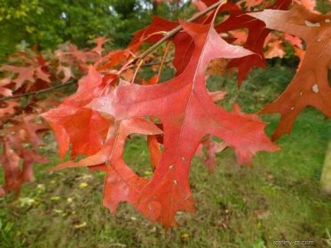 Dub šarlatový - podzimní list (Quercus coccinea)