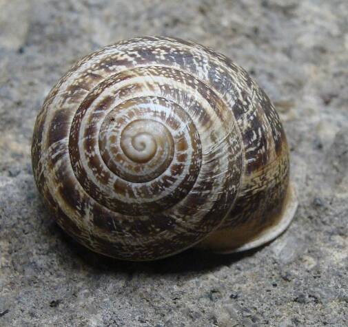 Obrázek - Helicidae (hlemýžďovití) | BioLib.cz