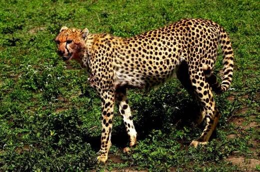 Keňa - poznávací zájezdy, dovolená a safari 2026 | CK SEN