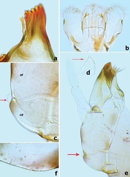First contribution to the genera Branchiobaetis and Megabranchiella (Ephemeroptera, Baetidae) in China, with descriptions of two new species