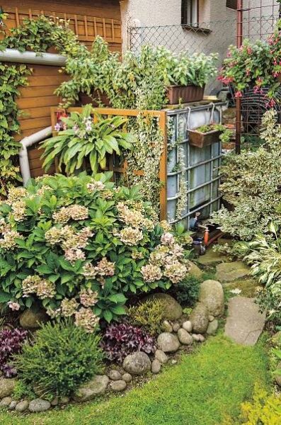 a garden with lots of plants and flowers
