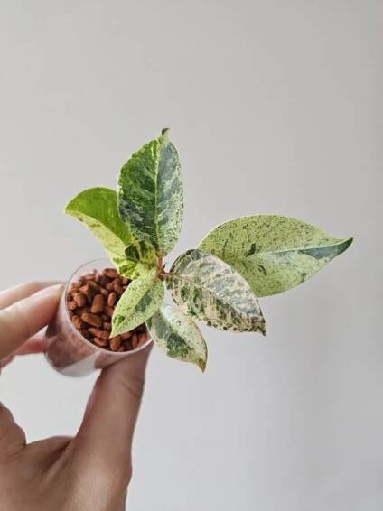 Ficus shivereana