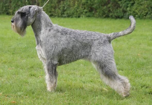 Ch Argenta's Felicity