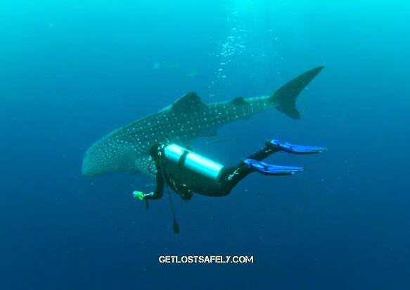 Nabire, Whale Shark’s Playground