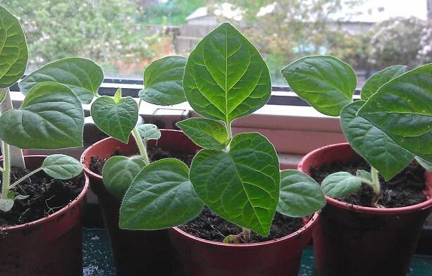 pěstování ananasu physalis