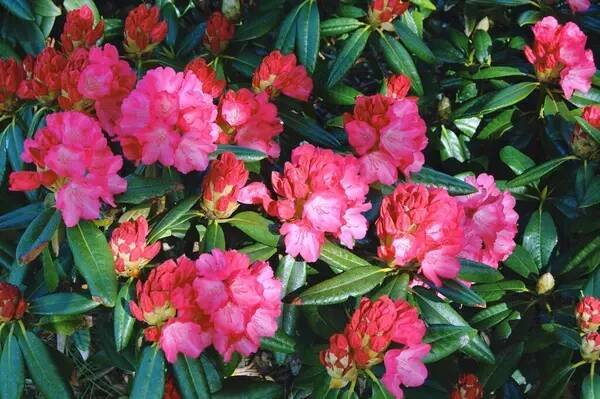 09.05.2025. Azalea nebo rododendron květiny jako pozadí. Ulice květiny v Herning - Dánsko. Pozadí přírody ..... — Stock obrázek