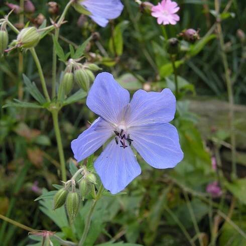 ID Guide to wild geraniums [Geraniaceae] – British Naturalists' Association