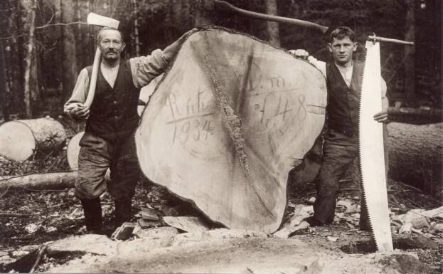 Ein Baumriese ist gefällt – und dies mit Beil und Säge! Auf unserem Bild aus dem Jahre 1934 erkennen wir Jakob Zeller (1876–1966) und Alfred Müller. Quelle: Hornerblätter 1988, Rüti bei Büren