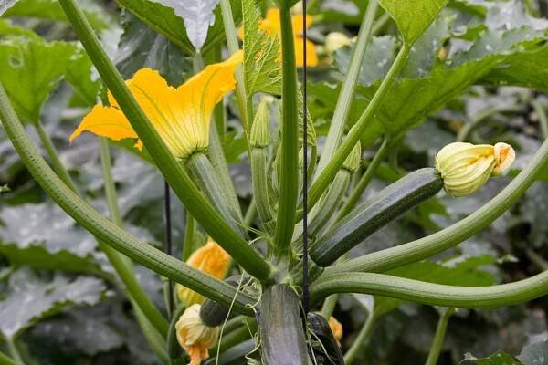 Červnové hnojení cuket zajistí zdravé rostliny a mnoho plodů bez hořkosti