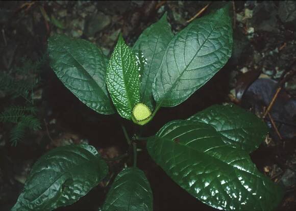 Dorstenia choconiana
