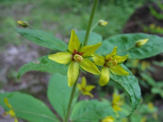 Lysimachia quadrifolia
