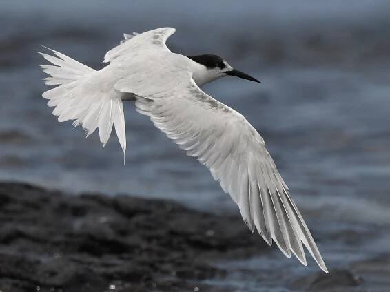 Nonbreeding/immature - ML300135591