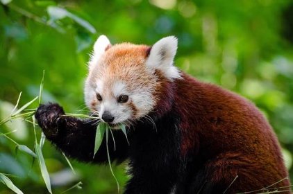 Logo prohlížeče Firefox ve skutečnosti není liška, ale panda červená