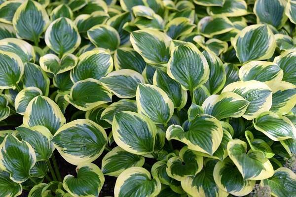12 Types of Variegated Hosta That'll Shine in Your Yard