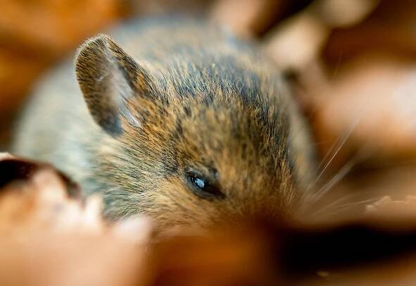 4K – WILDLIFE COMMUNICATION BY PATRIK FALK