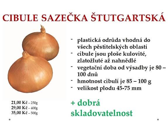Sazečky cibule v prodeji!