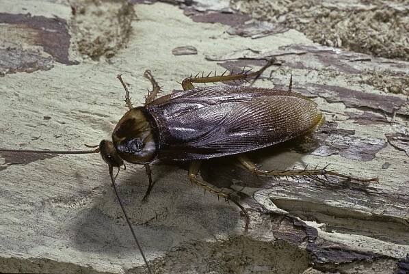 A shiny reddish brown American cockroach stands still on a piece of wood so you can see its spiky legs.