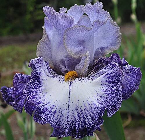Central Intelligence – KEITH KEPPEL IRIS