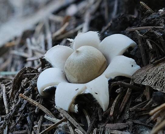 hvězdovka brvitá – Geastrum fimbriatum - Rakovnicko - foto: Martin Petrák