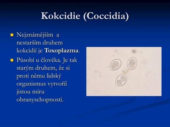 PPT - Výtrusovci PowerPoint Presentation, free download - ID:414567