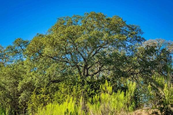 Kendall County | Black Creek Ranch | E of Boerne | Texas Ranches For Sale