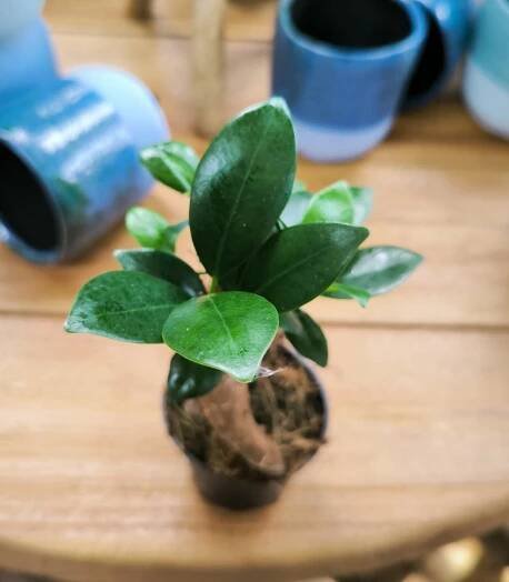 Fíkus, Ginseng, bonsaj, průměr květináče 6 cm, na prodej | ZAZUMi.cz