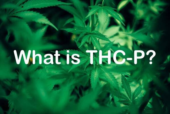 What Is THC-P? - Charm City Hemp