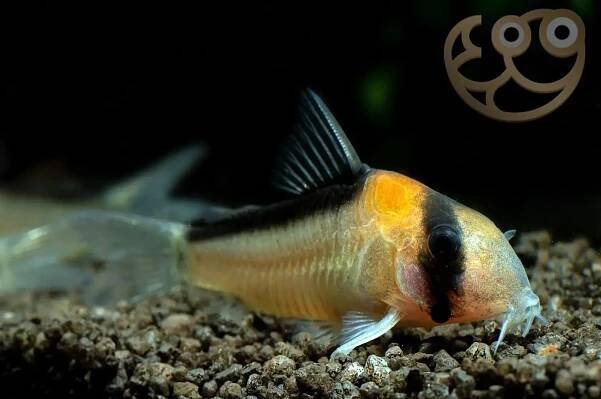 Adolfos Catfish - Corydoras adolfoi Fish Profile & Care Guide