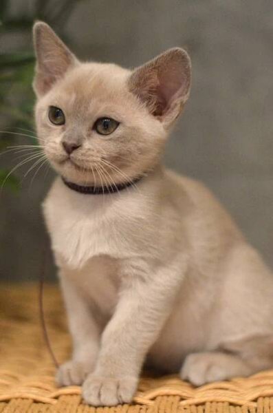 Kittens : SE*Pendas