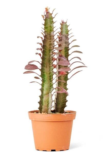 African Milk Tree in a 4 inches grow pot