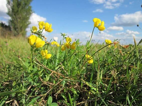 Soubor:20120919Lotus corniculatus2.jpg – Wikipedie
