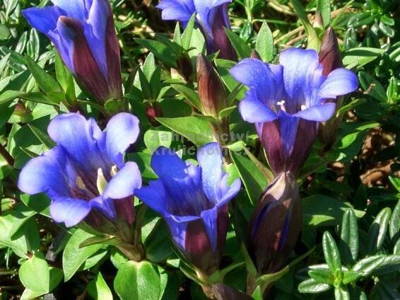 Gentiana scabra 'Blue Power' - hořec drsný