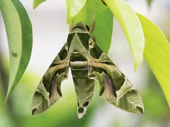 Lišaj oleandrový (Daphnis nerii) 