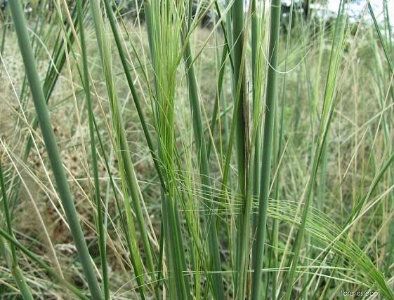 Kavyl vláskovitý (Stipa capillata)