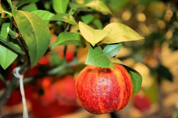 Citrus s barevnými plody je odrůda Arcobal