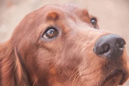 Které psy lidé považují za přátelské – ty se světlýma nebo hnědýma očima: vědci zjistili a řekli proč – GARUDA