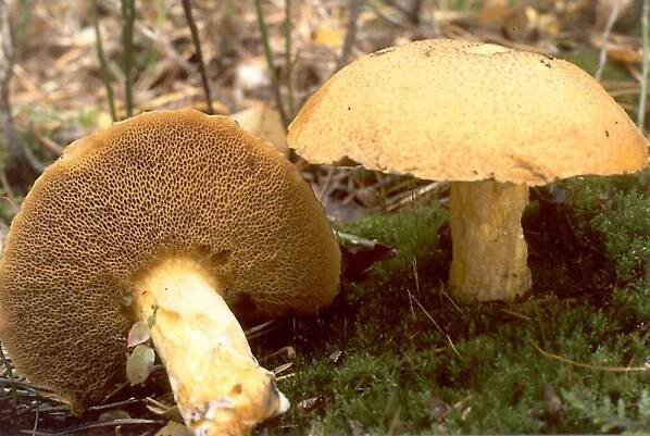 Suillus variegatus (klouzek strakoš) | BioLib.cz