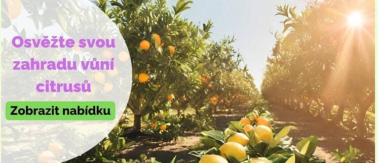 Nakupte citrusy levně