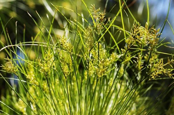 Šáchor jedlý (latinsky Cyperus esculentus) - ČasNaZdraví.cz