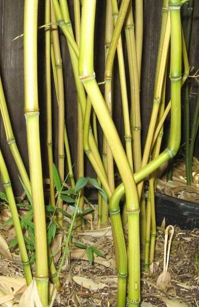 Davis Bamboo Species List