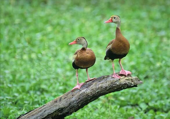 A pair of Wood Ducks at Brazos Bend State Park in southeast Texas.