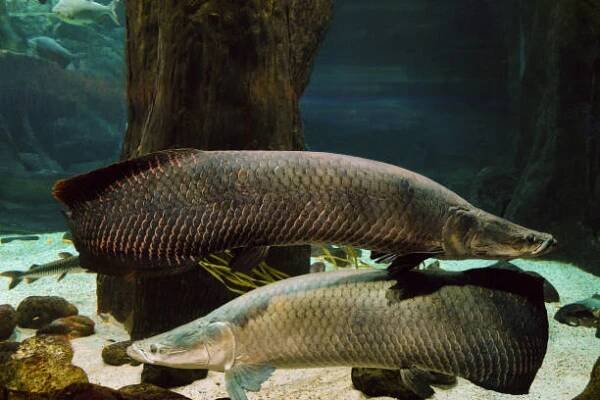 arapaima ryby. pirarucu (arapaima gigas). pár ryb plave ve vodě. - arapaima velká - stock snímky, obrázky a fotky
