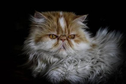 Nejoblíbenější kočky sv�ěta: Perská šlechtična