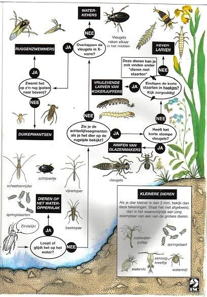 the life cycle of an insect, with all its stages and functions labeled in black