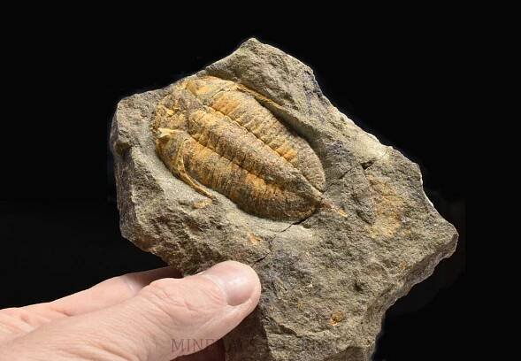 trilobit Chattiaspis sp. | minerals-fossils.cz