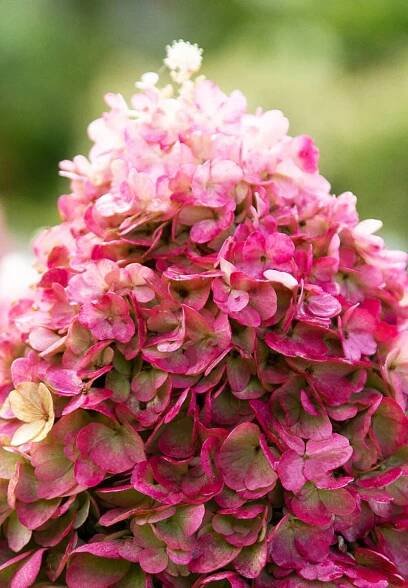 Hydrangea paniculata Living Pinky Promise®