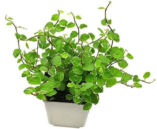 Ficus pumila 'Variegata'