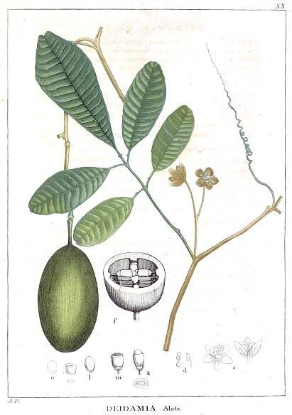 Deidamia (plant)
