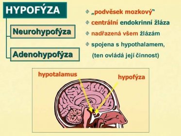 HYPOFÝZA Neurohypofýza Adenohypofýza „podvěsek mozkový centrální endokrinní žláza nadřazená všem žlázám spojena s hypothalamem, (ten ovládá její činnost) hypotalamus hypofýza