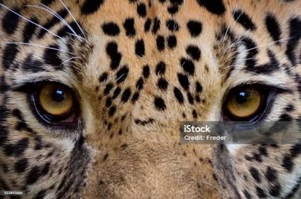 oči jaguára - Bez autorských poplatků Jaguár americký Stock fotka